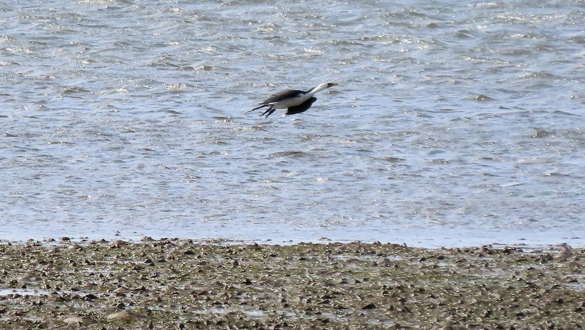 Little Pied Cormorant - ML639937490