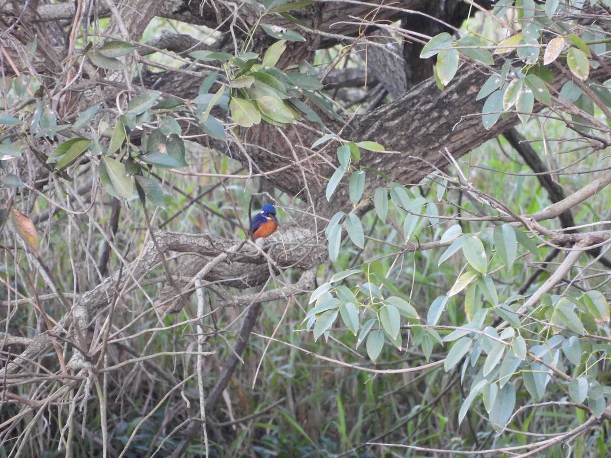 Azure Kingfisher - ML639937550