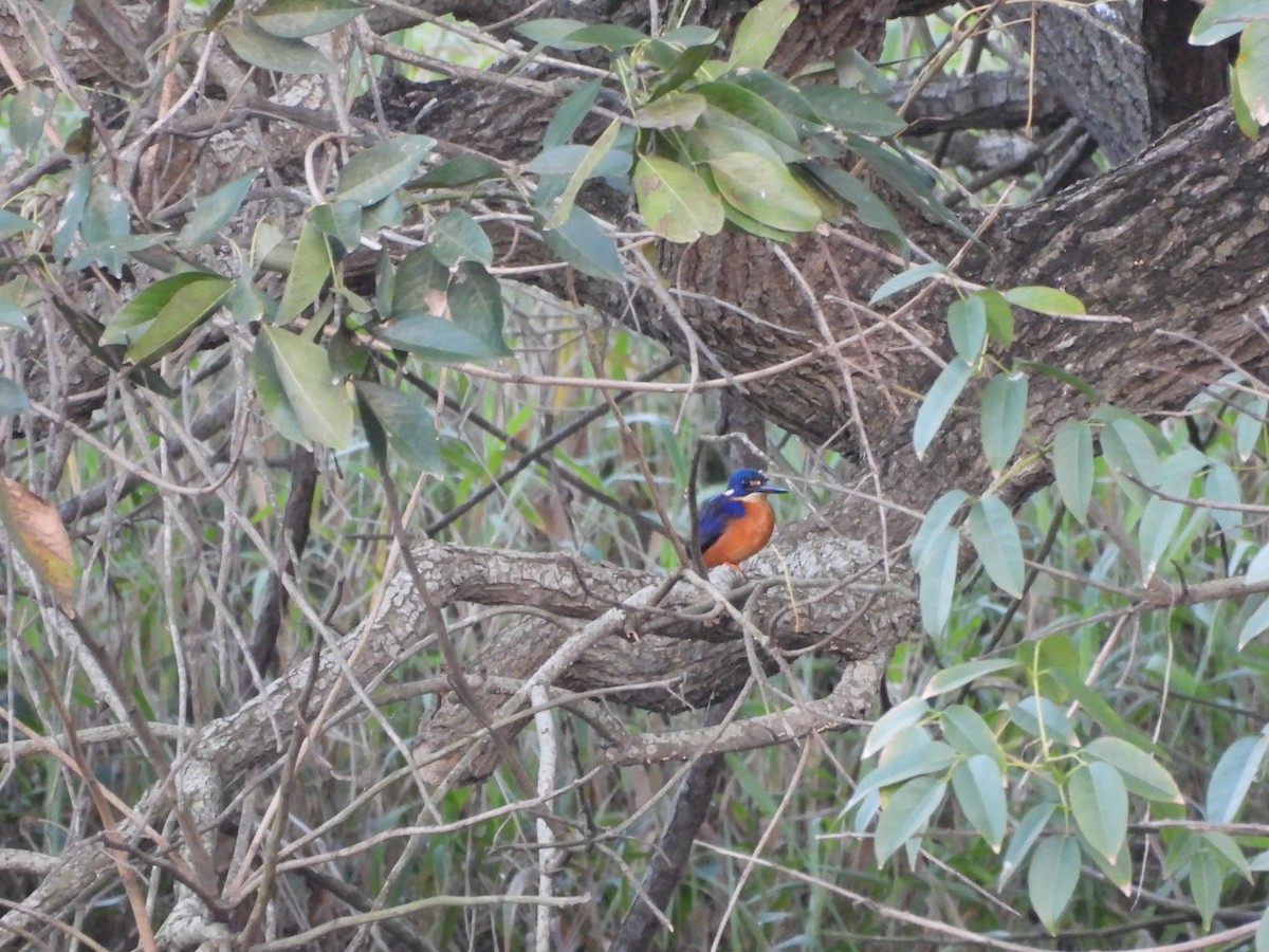 Azure Kingfisher - ML639937551