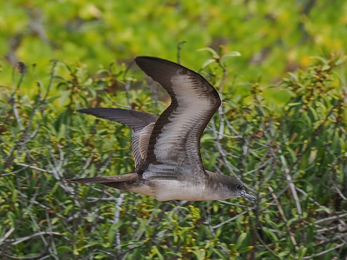 Wedge-tailed Shearwater - ML639937560
