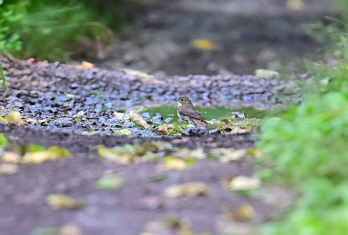 Narcissus Flycatcher - ML639937745