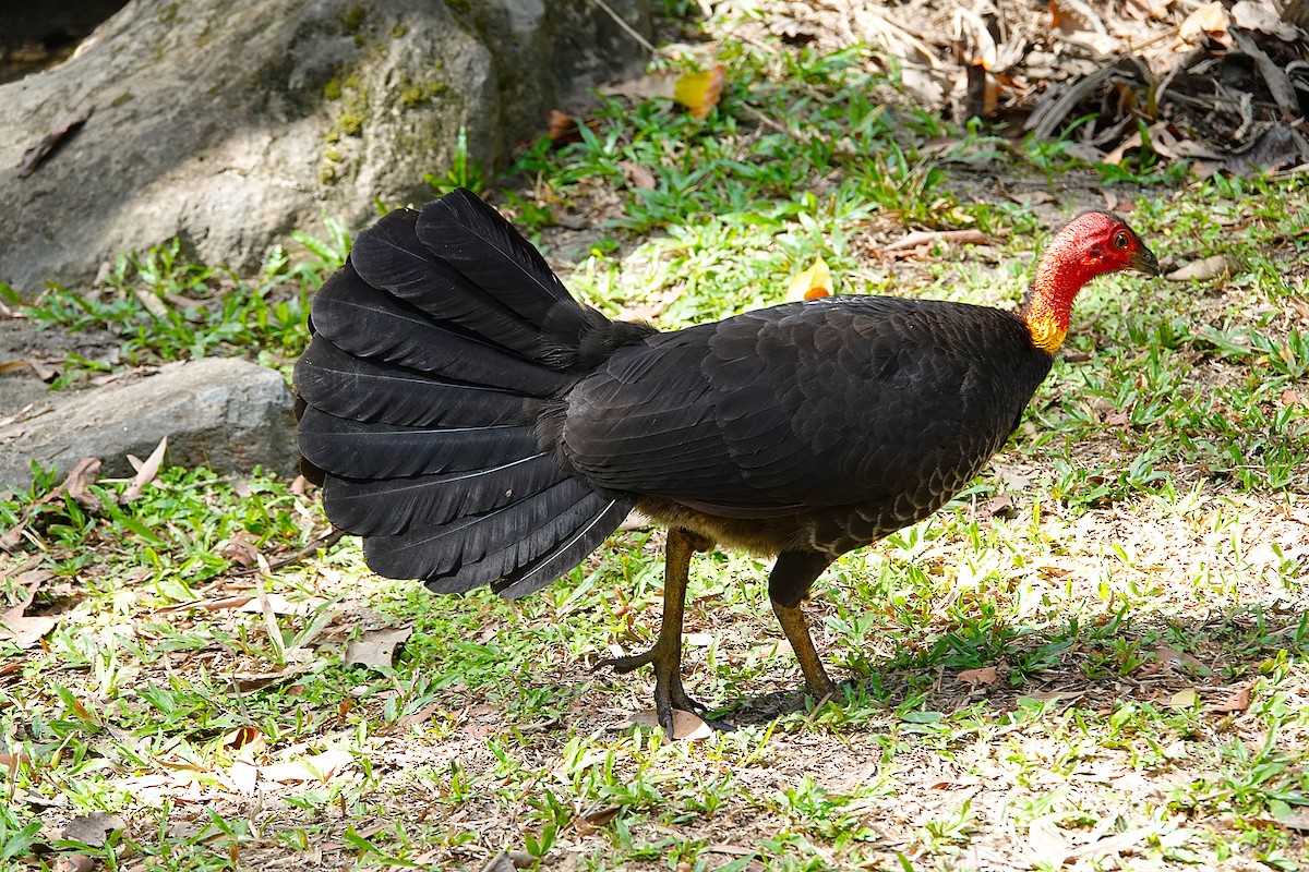 Australian Brushturkey - ML639937769
