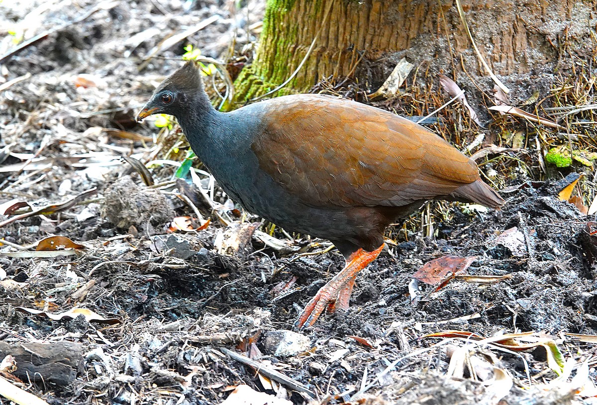 Orange-footed Megapode - ML639937772