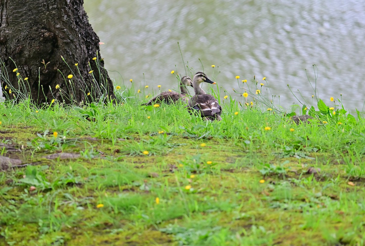 Canard de Chine - ML639937805