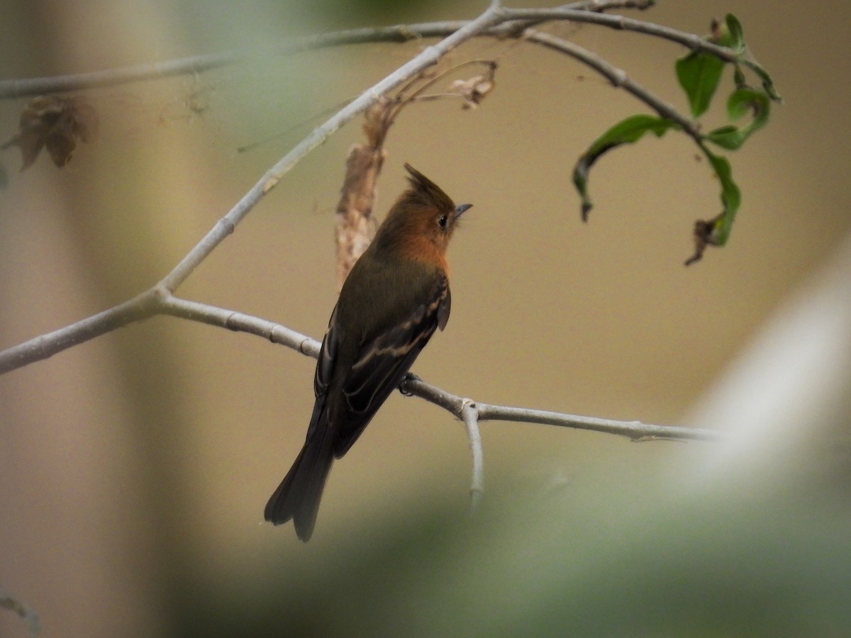 Tufted Flycatcher - ML639937853