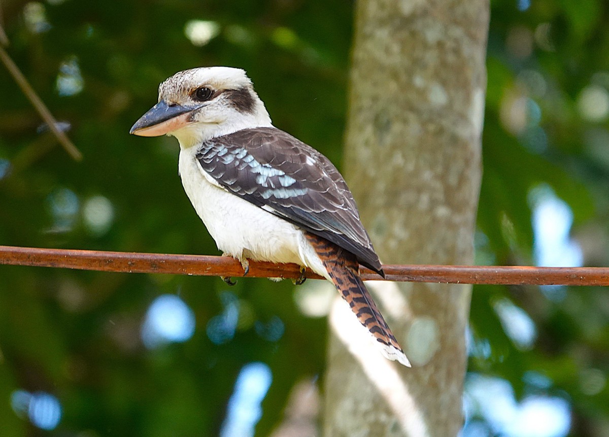 Laughing Kookaburra - ML639937873