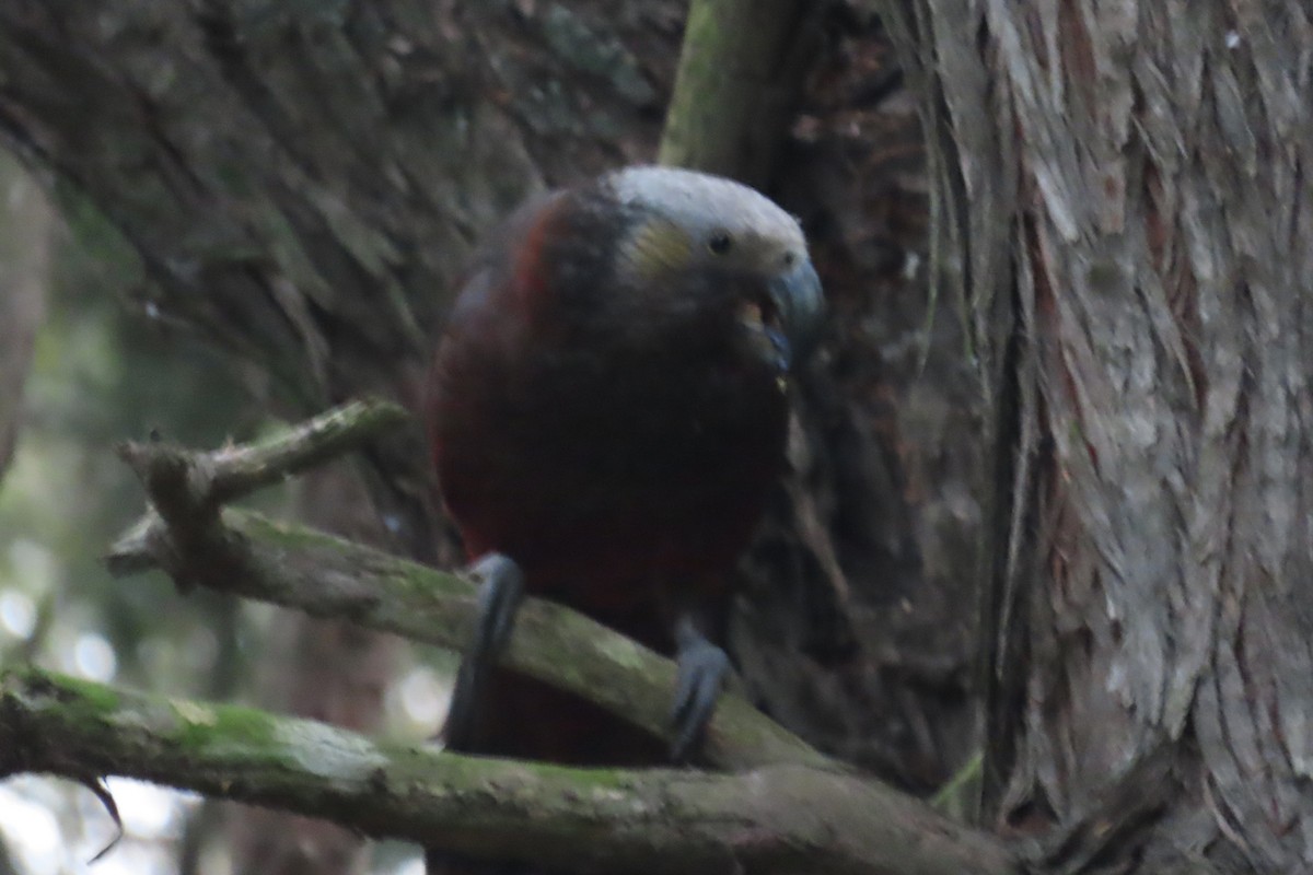 kaka - ML639937874