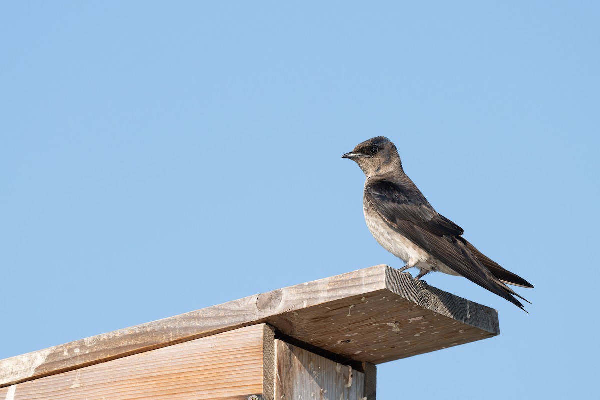 Purple Martin - ML639937901