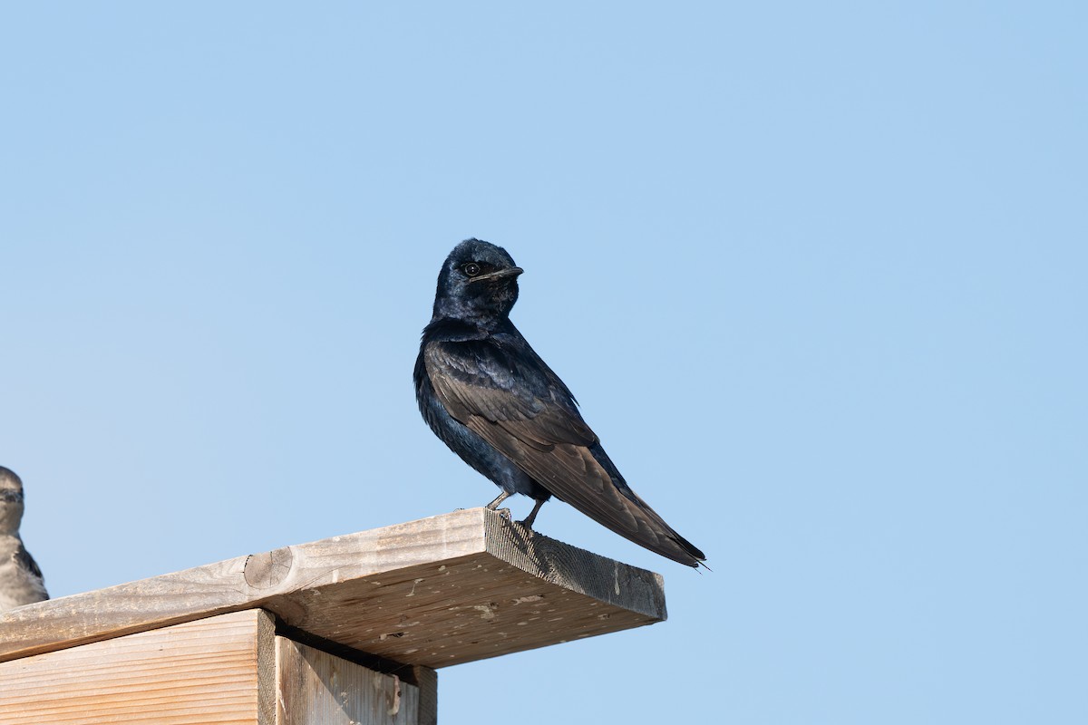 Purple Martin - ML639937909