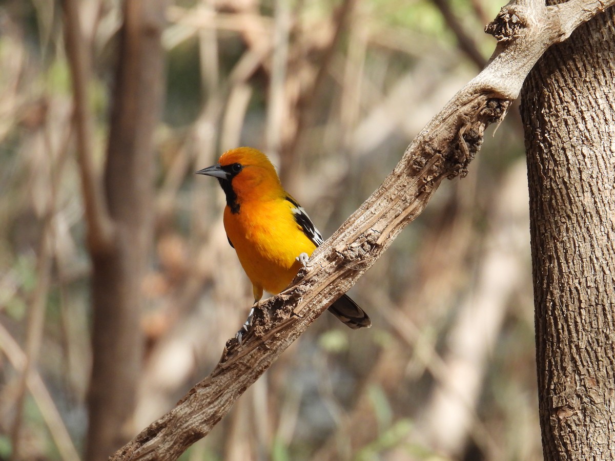 Streak-backed Oriole - ML639937913