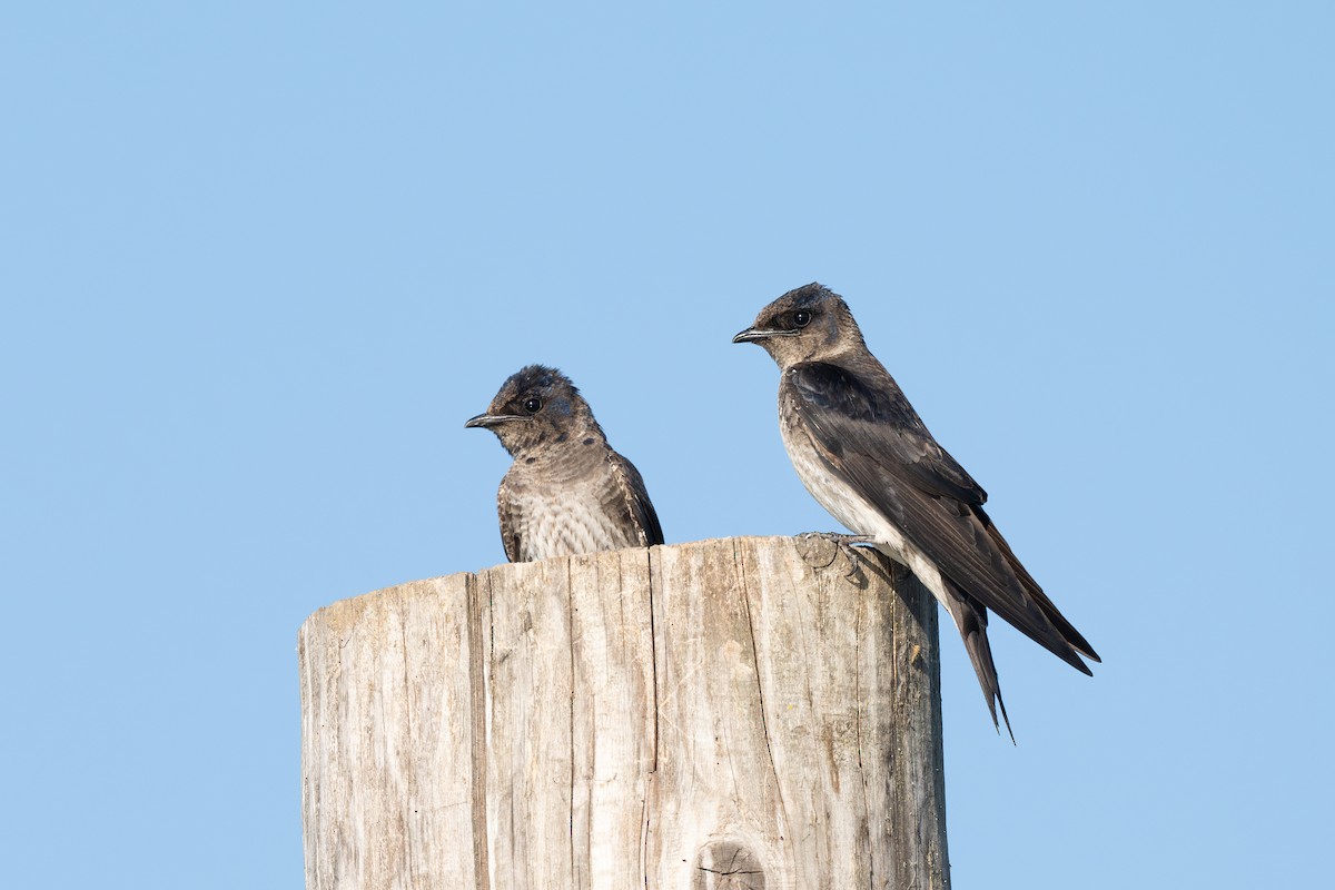 Purple Martin - ML639937922
