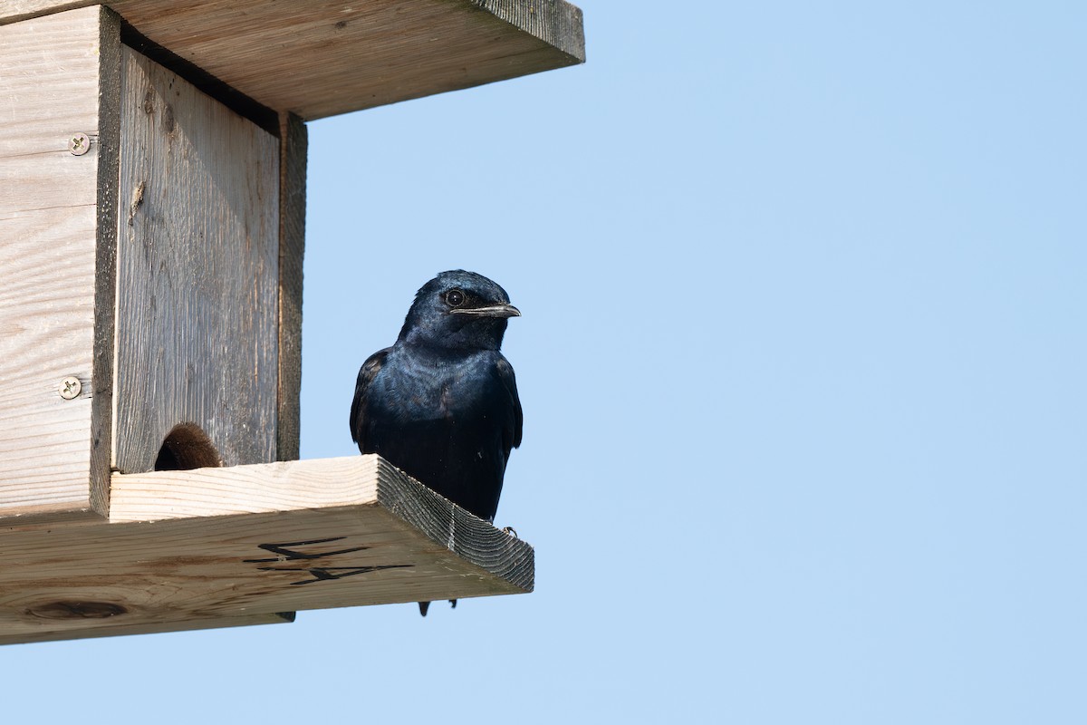 Purple Martin - ML639937923