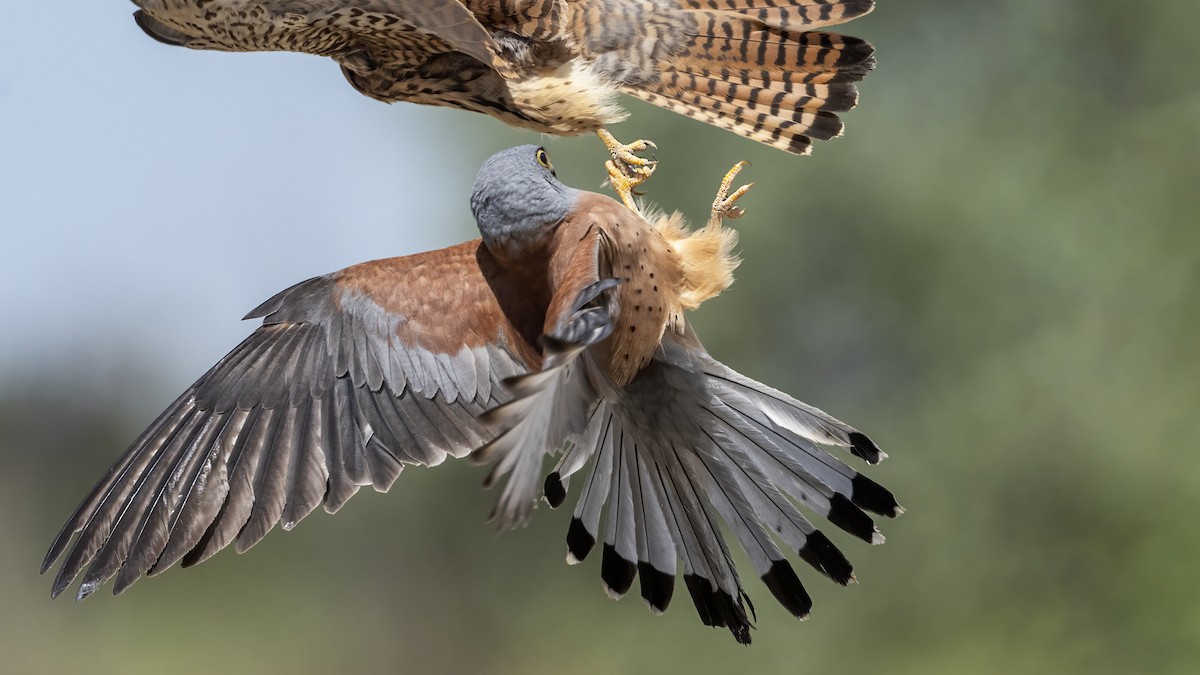 Lesser Kestrel - ML639937941