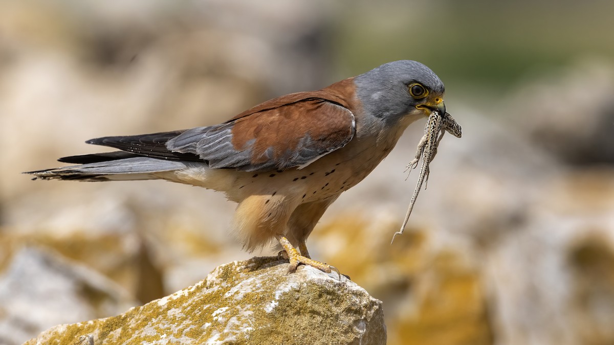 Lesser Kestrel - ML639937942