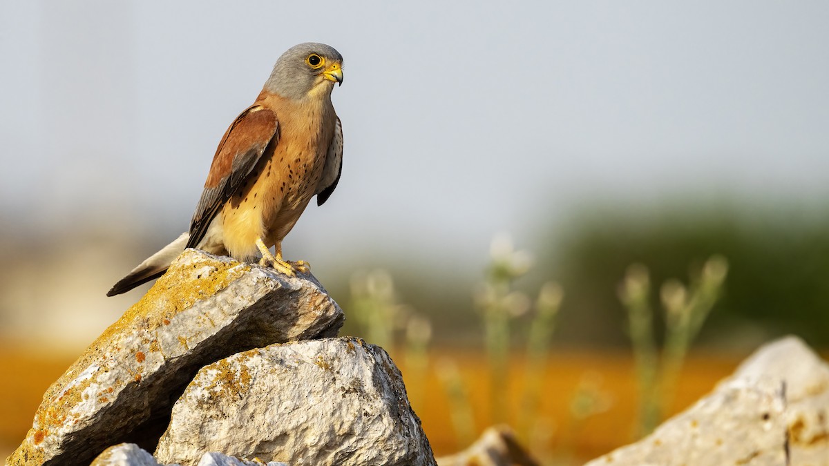 Lesser Kestrel - ML639937943