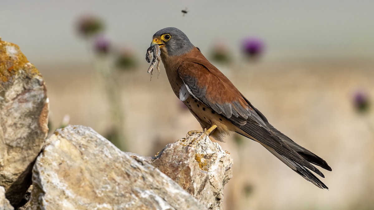 Lesser Kestrel - ML639937944