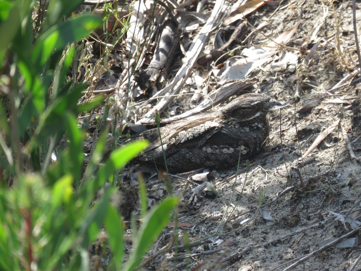Eurasian Nightjar - ML639937989