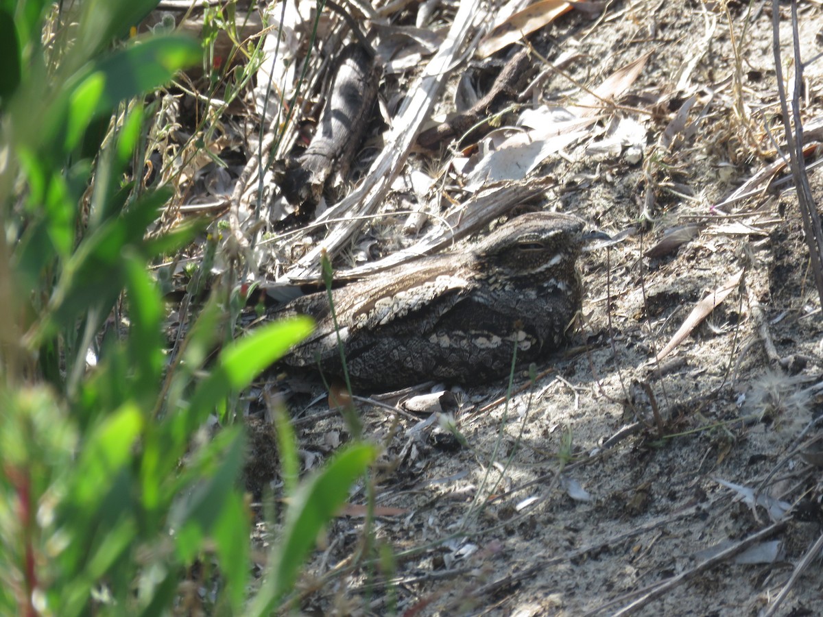 Eurasian Nightjar - ML639937990