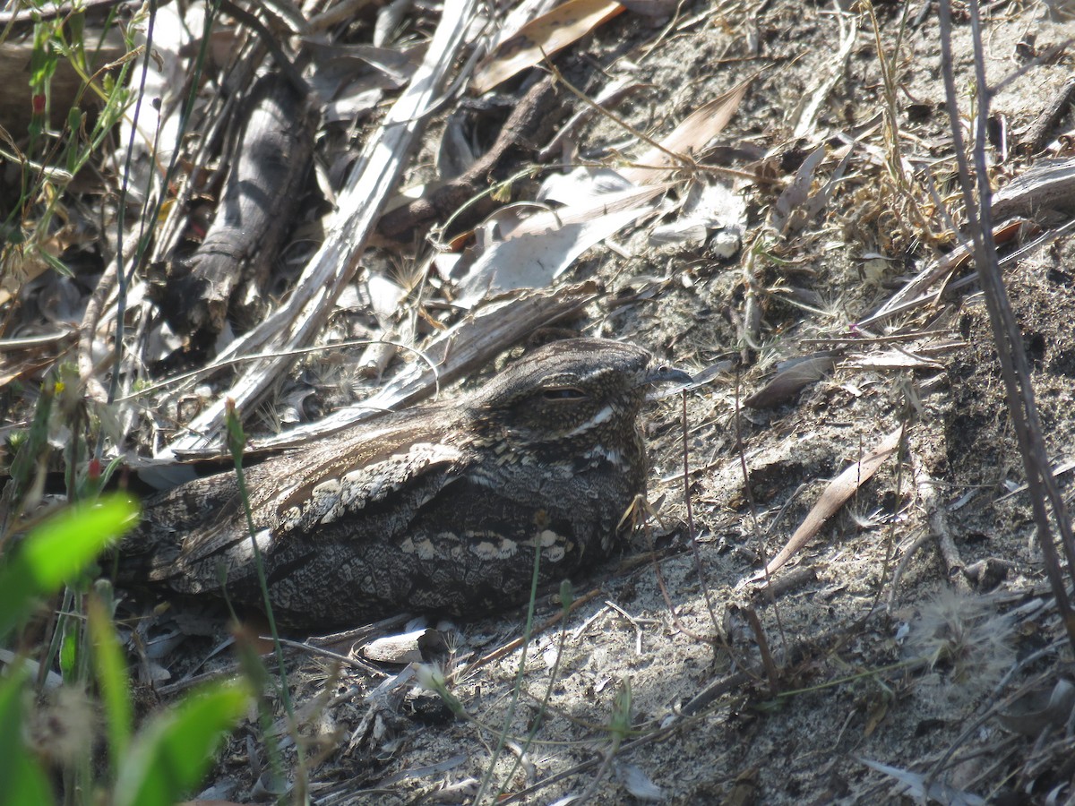 Eurasian Nightjar - ML639937991