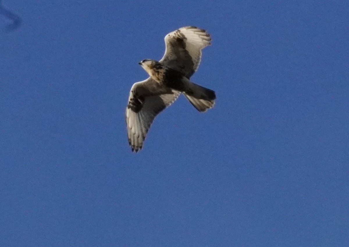 Rough-legged Hawk - ML639938015