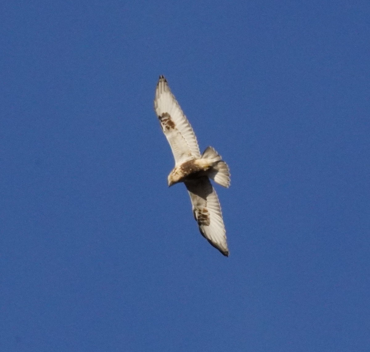 Rough-legged Hawk - ML639938016