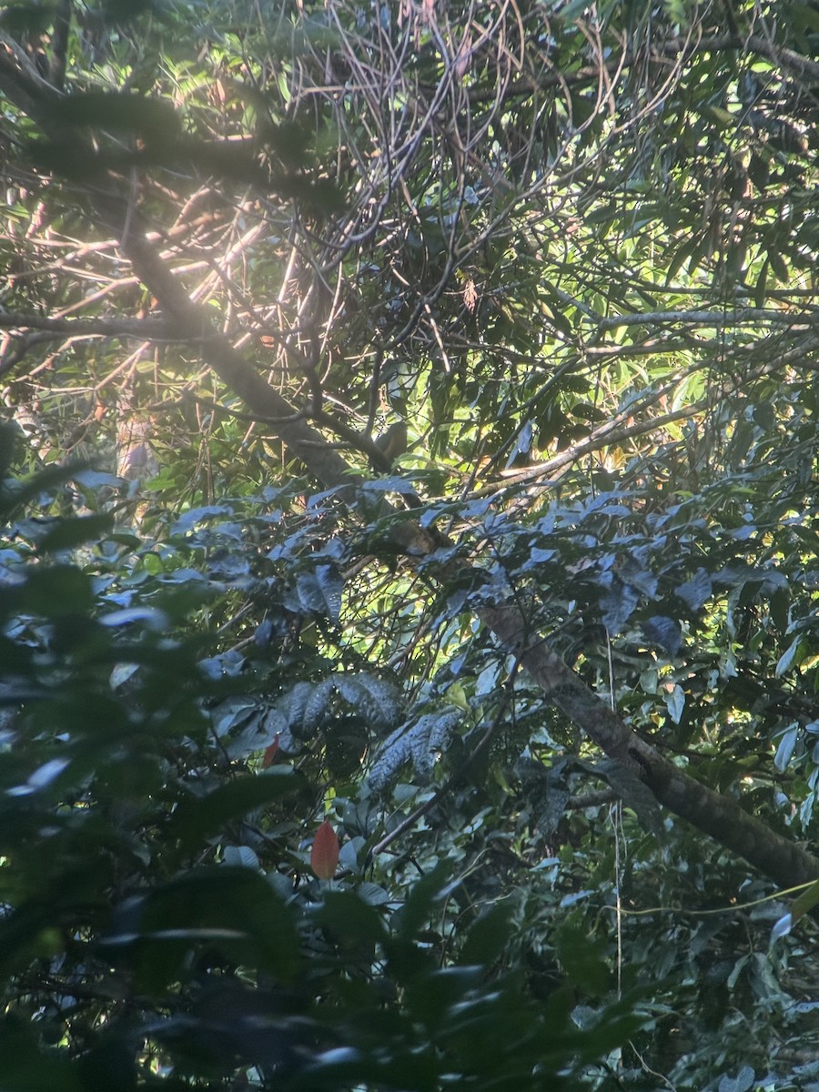 Chestnut-breasted Cuckoo - ML639938025