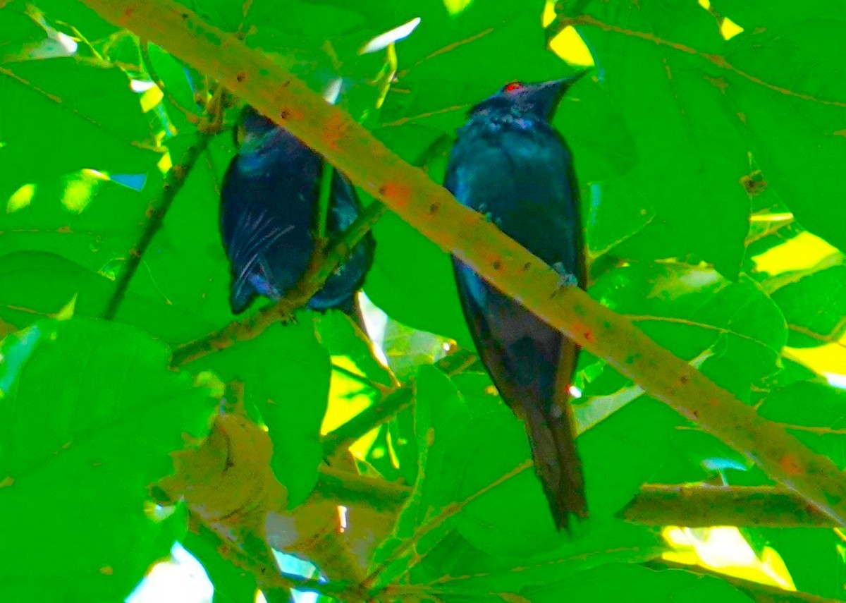 Metallic Starling (Metallic) - ML639938096