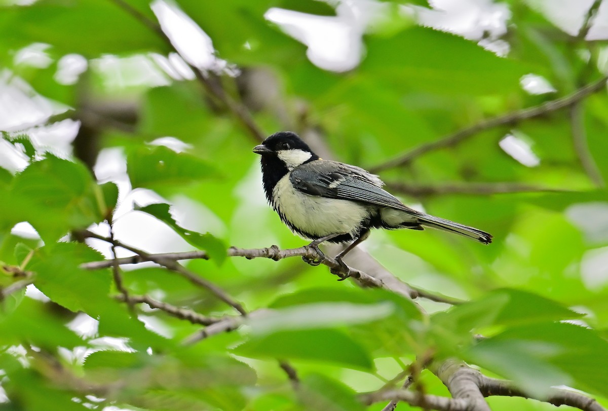 Mésange d'Asie (groupe minor) - ML639938104
