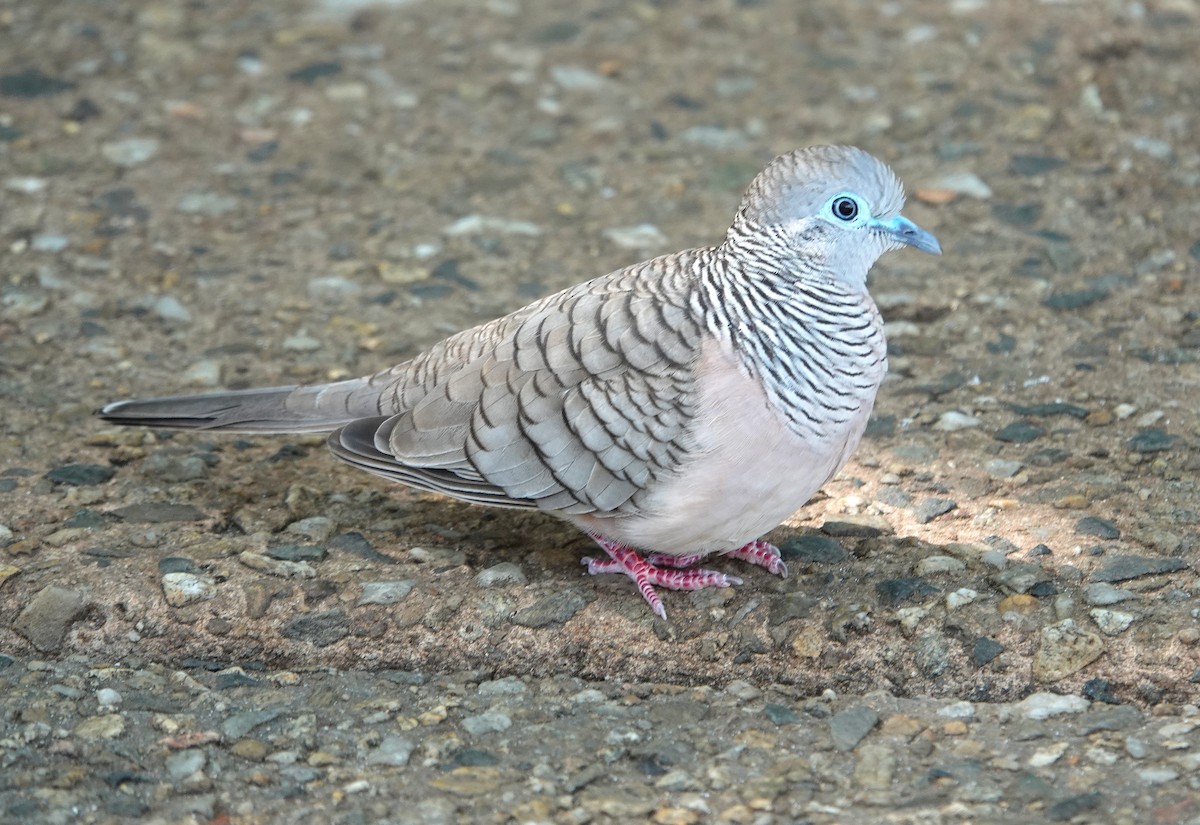 Peaceful Dove - ML639938132