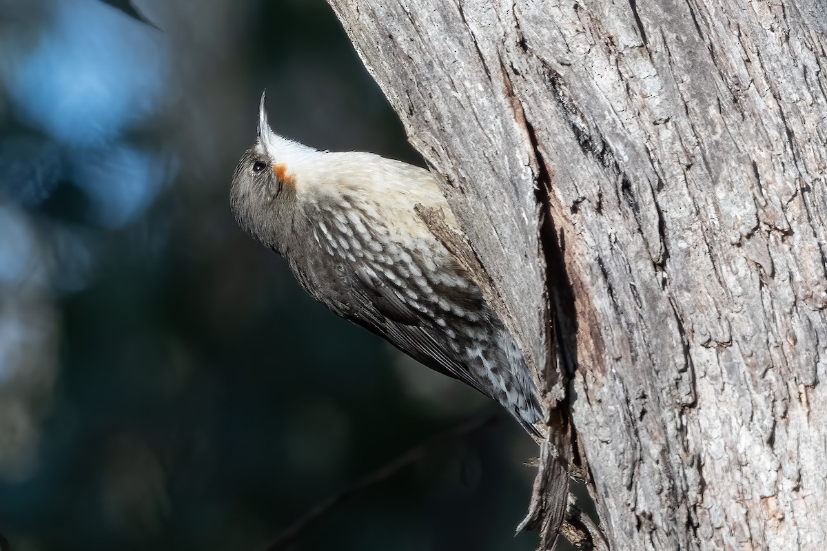 White-throated Treecreeper - ML639938211