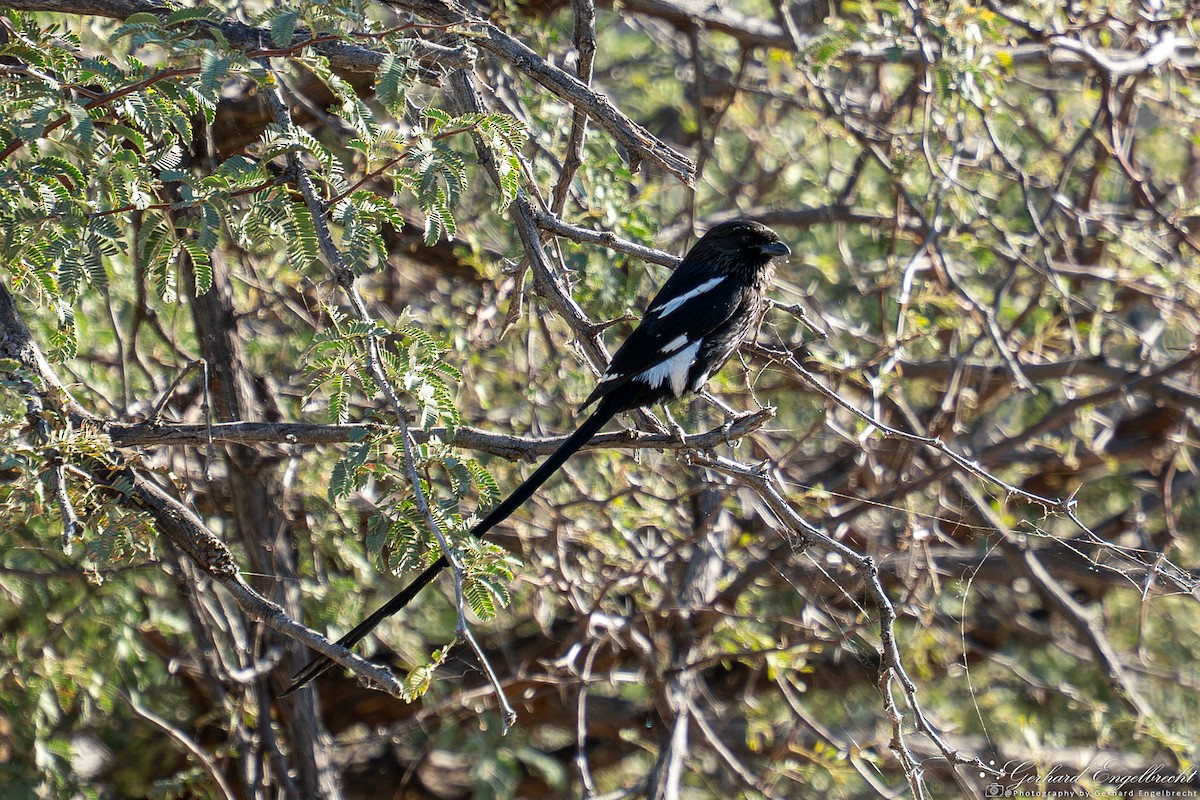 Magpie Shrike - ML639938231