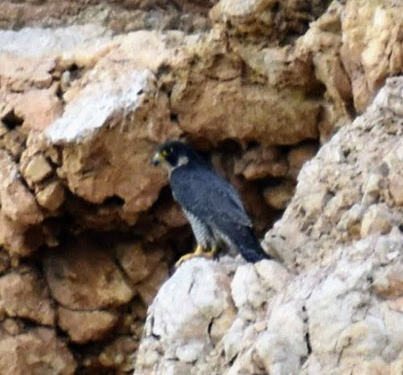 Peregrine Falcon - ML639938280