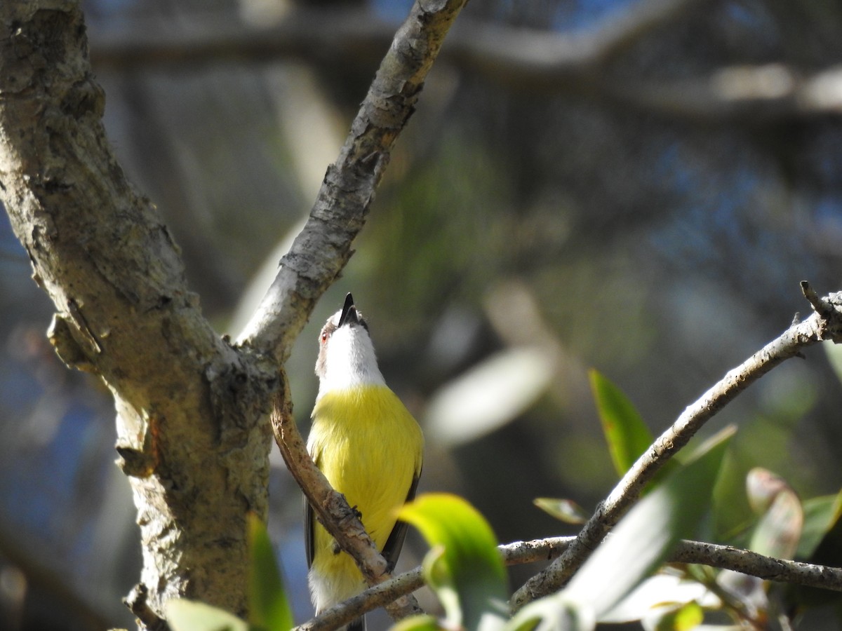 White-throated Gerygone - ML639938366