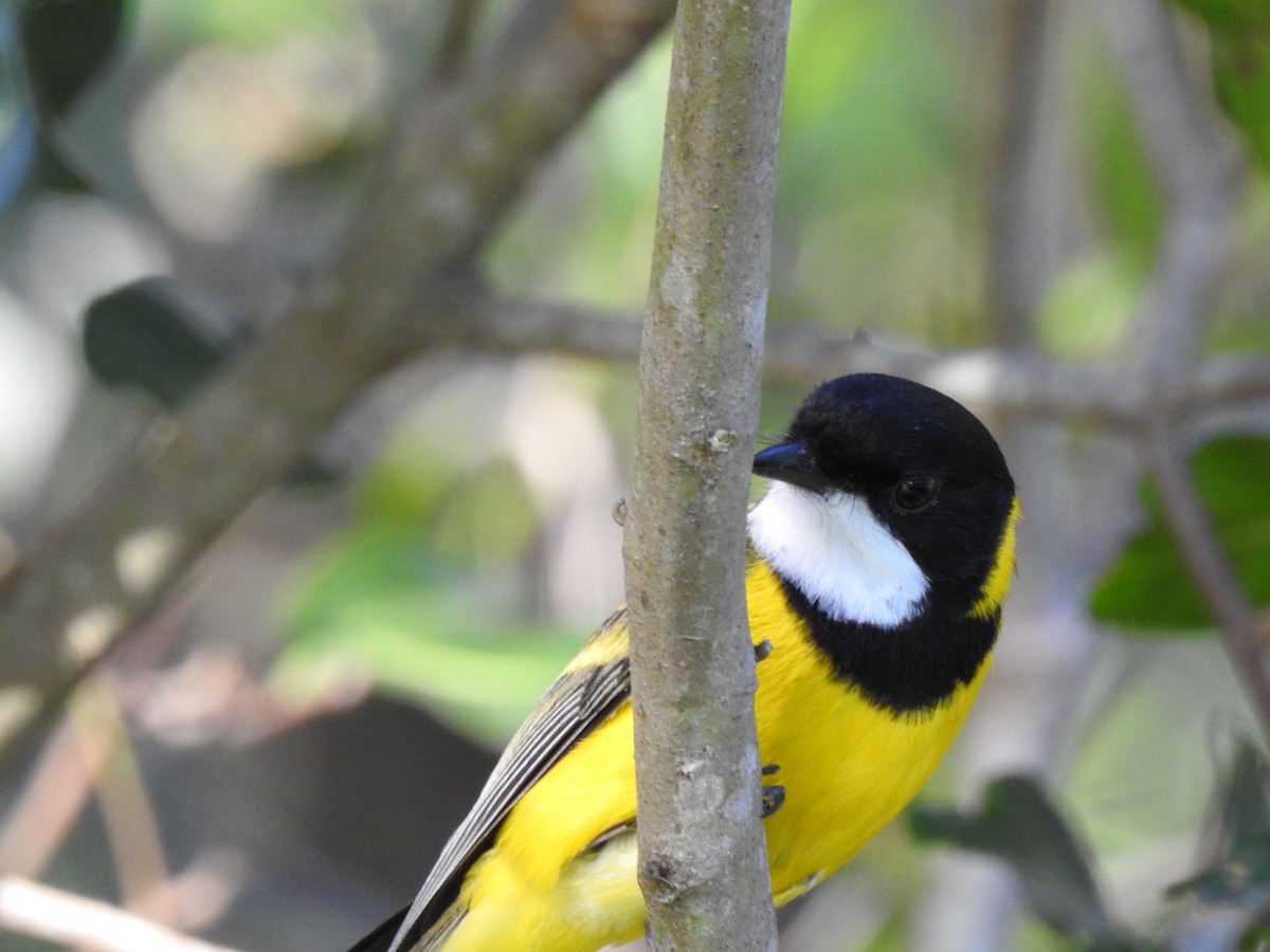 Golden Whistler (Eastern) - ML639938370