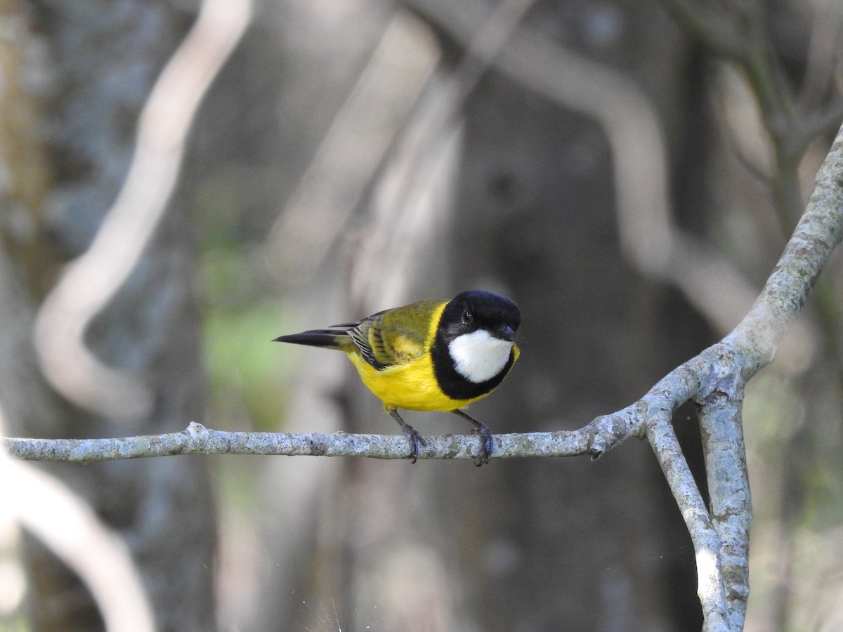 Golden Whistler (Eastern) - ML639938371