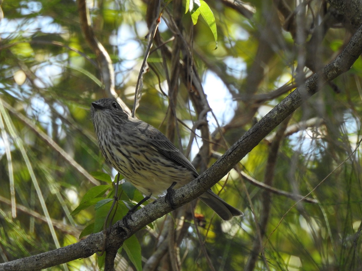 Rufous Whistler - ML639938380