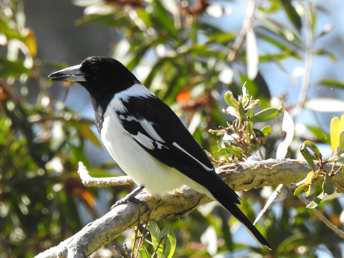 Pied Butcherbird - ML639938386