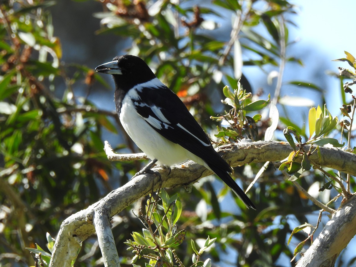 Pied Butcherbird - ML639938387