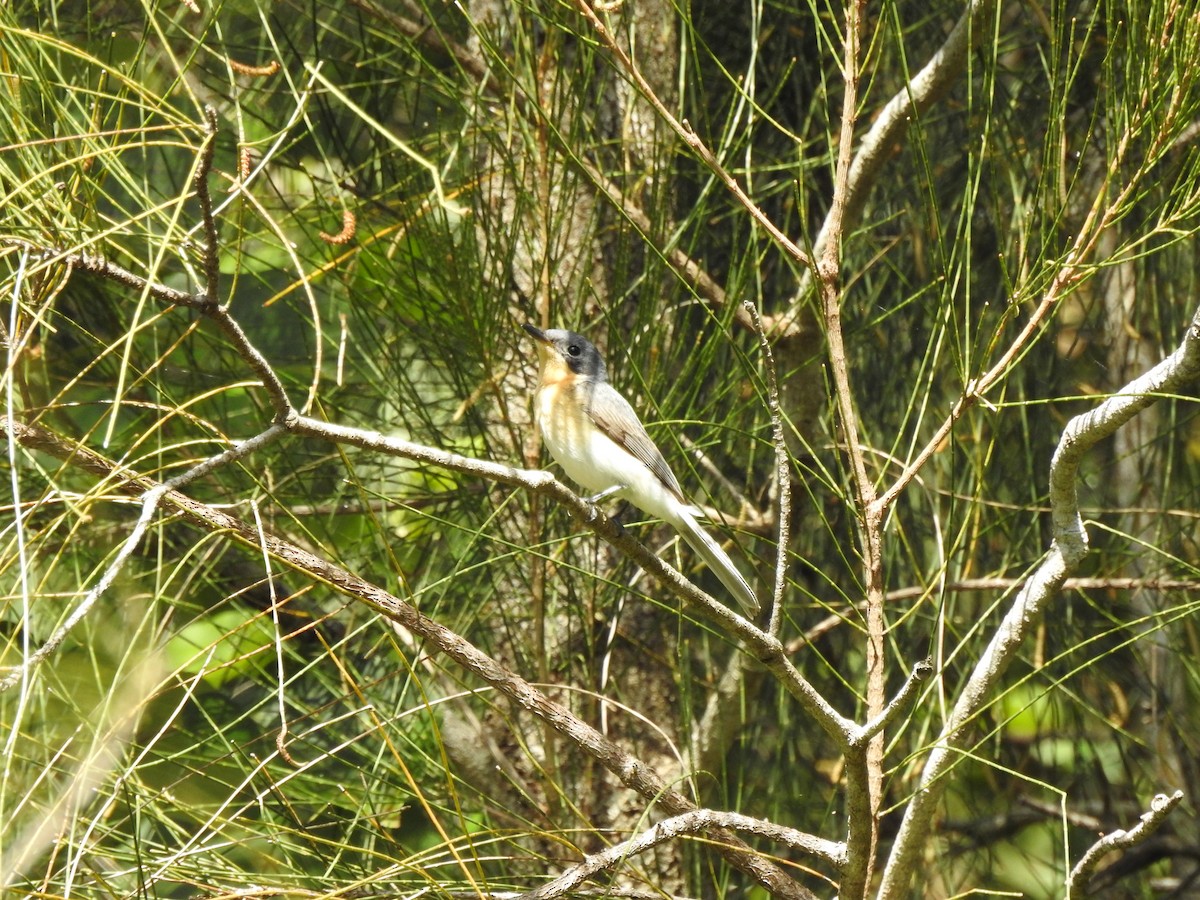Leaden Flycatcher - ML639938389