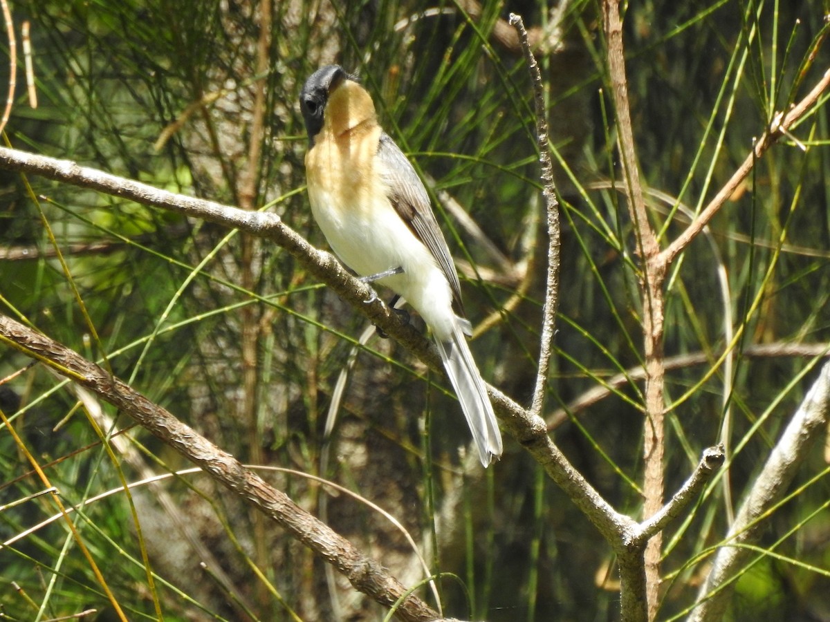 Leaden Flycatcher - ML639938390