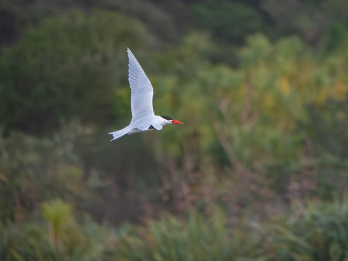 Caspian Tern - ML639938465