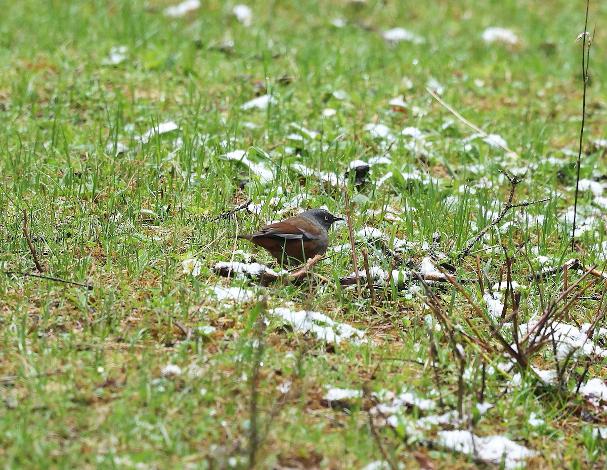 Maroon-backed Accentor - ML639938476