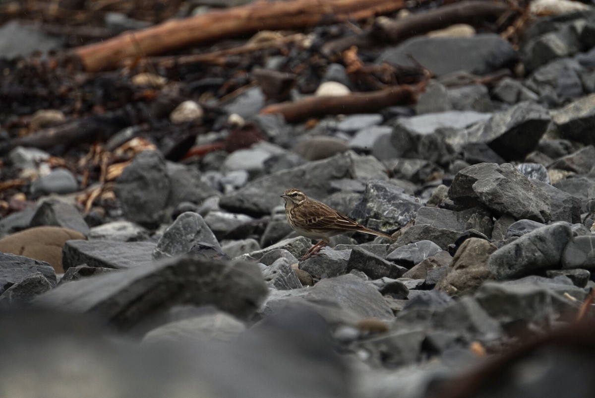 New Zealand Pipit - ML639938560