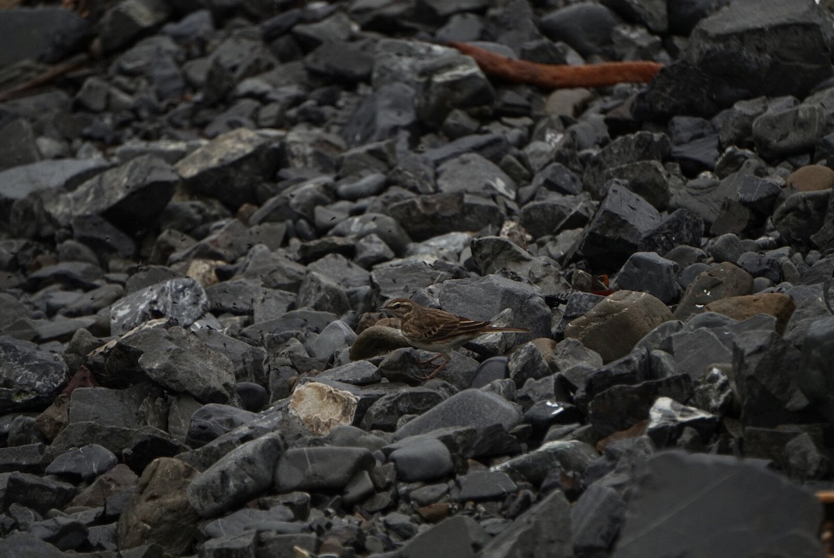 New Zealand Pipit - ML639938567