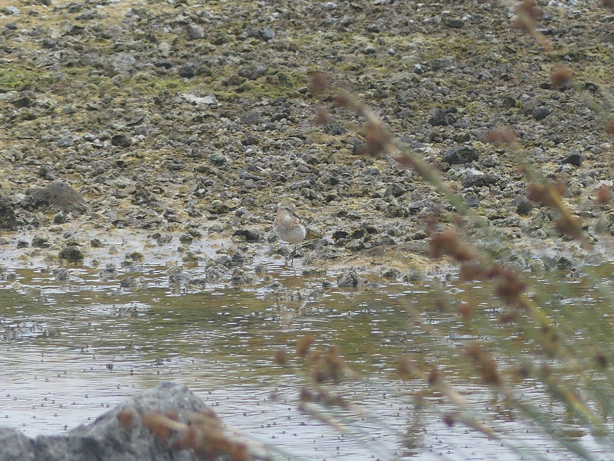 Little Stint - ML639938573