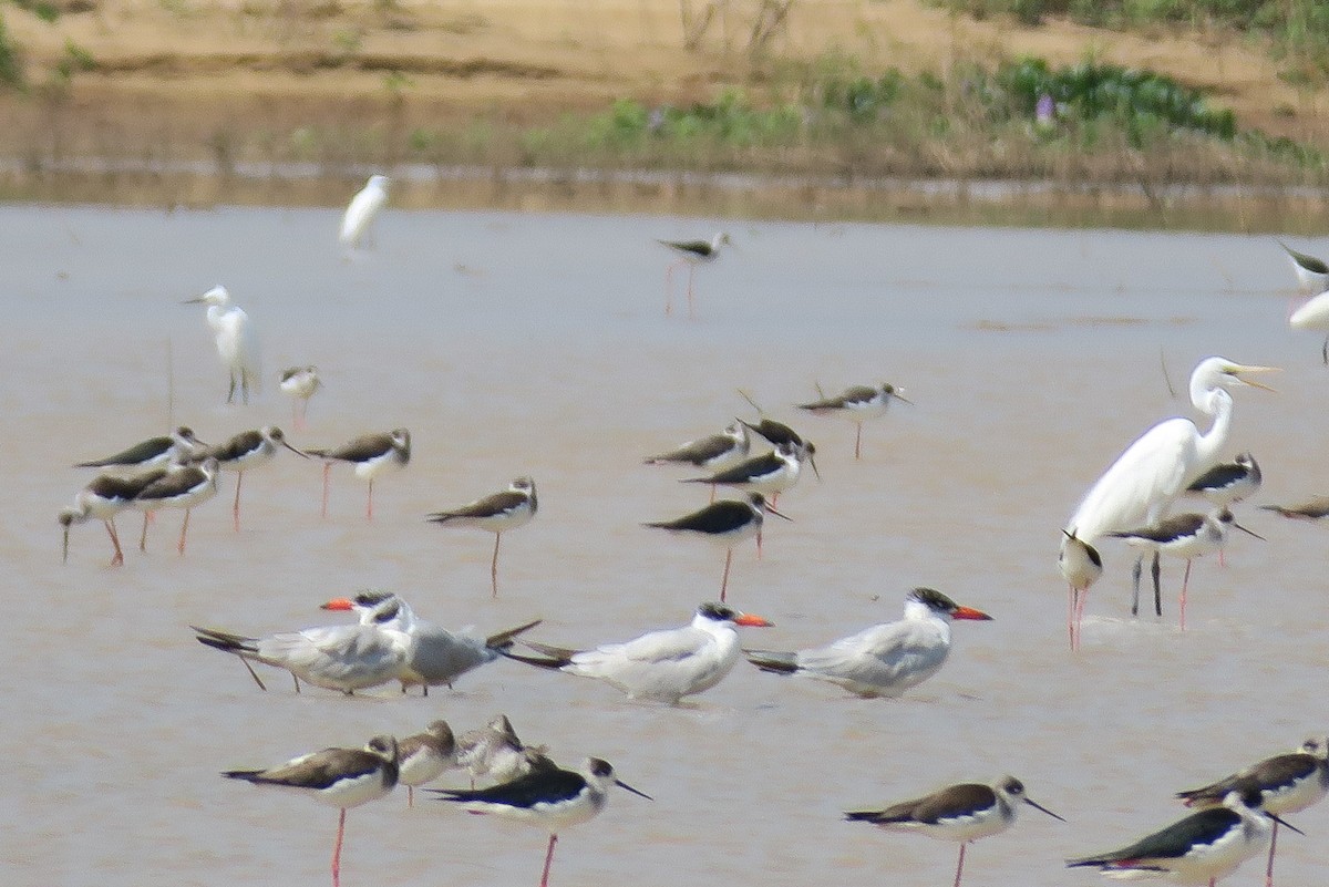 Caspian Tern - ML639938733