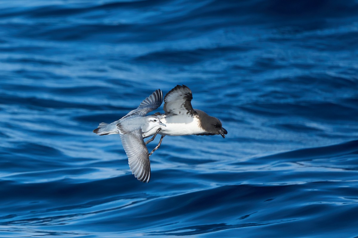 Slender-billed Prion - ML639938770