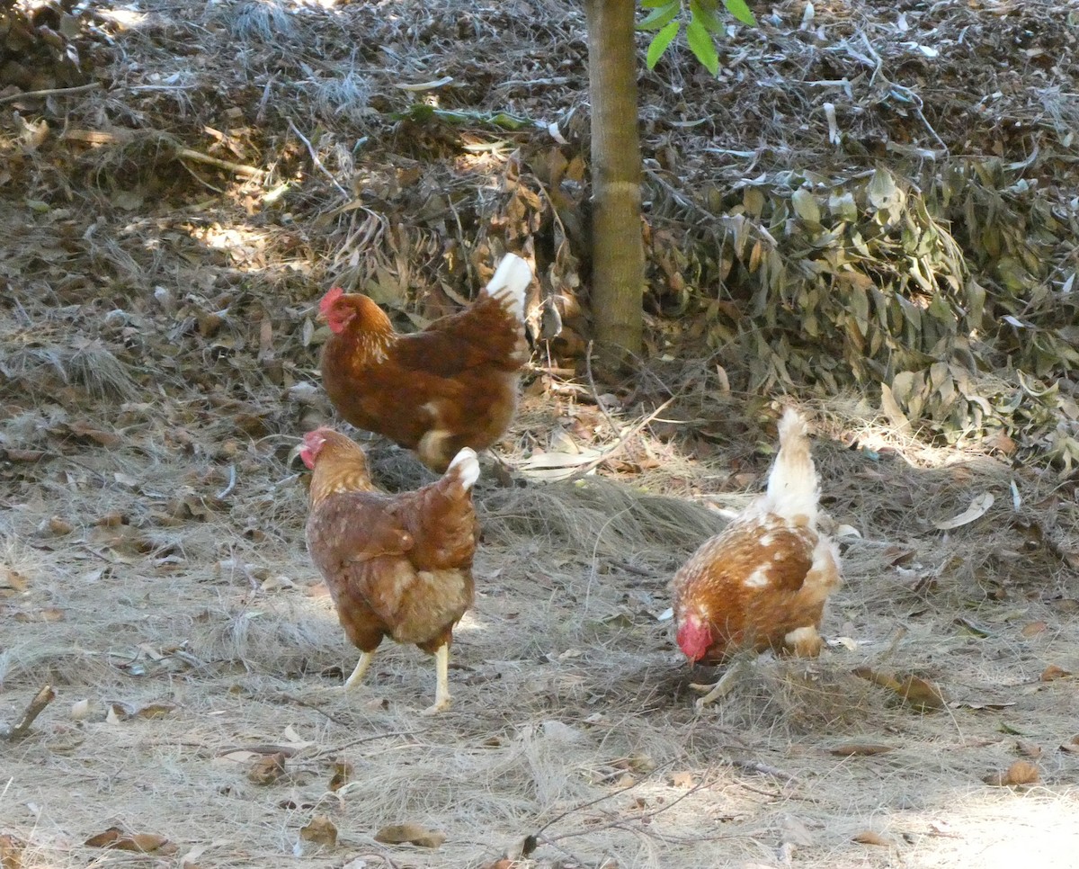 Gallo Bankiva (doméstico) - ML639938790
