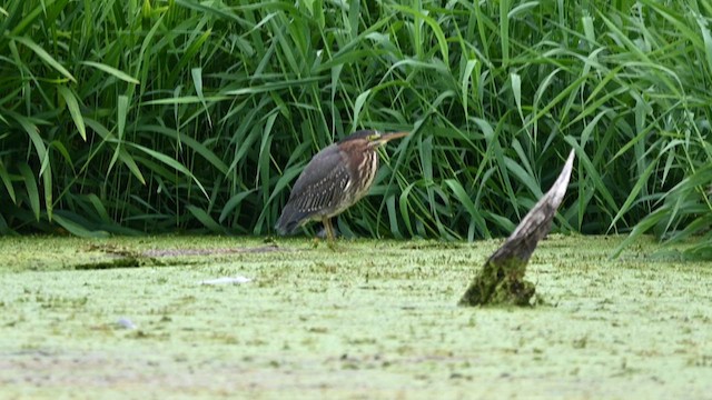 volavka zelenavá - ML639938831