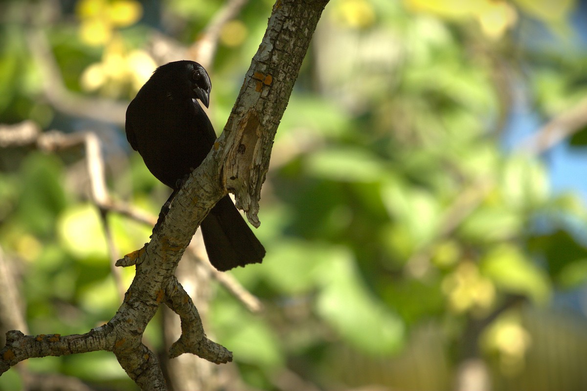 Cuban Blackbird - ML639938888